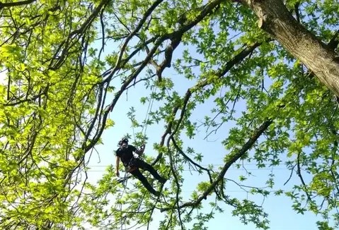 bucheron Villaines-la-Juhel-1