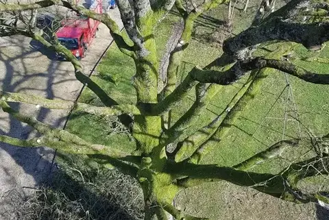 bucheron à Villaines-la-Juhel - image 3