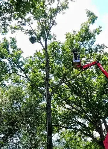 bucheron Villaines-la-Juhel-5