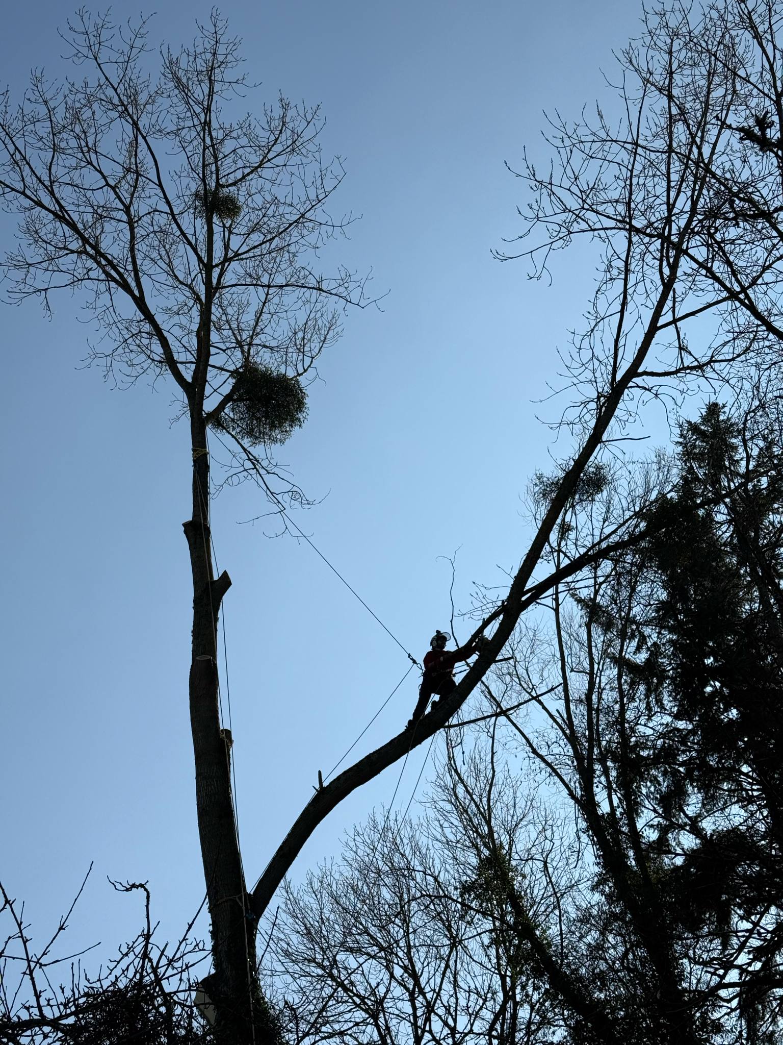 bucheron villaines la juhel