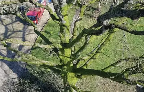 dessouchage Bagnoles de l'Orne-1