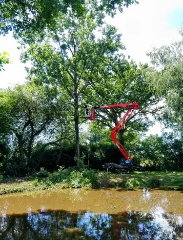 dessouchage à Bagnoles de l'Orne - image 2