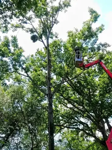 dessouchage à Bagnoles de l'Orne - image 3