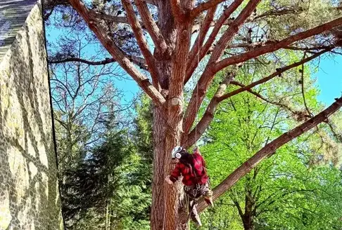 dessouchage à Bagnoles de l'Orne - image 4