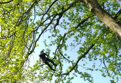 dessouchage Bagnoles de l'Orne-5