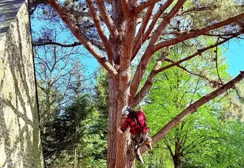 dessouchage Martigné-sur-Mayenne-1