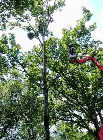 dessouchage à Martigné-sur-Mayenne - image 3