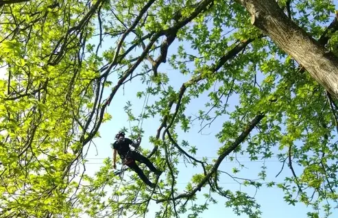 dessouchage à Martigné-sur-Mayenne - image 4