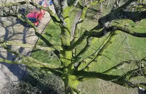 dessouchage Martigné-sur-Mayenne-5