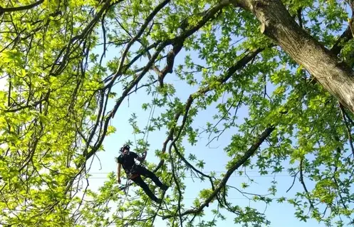 élagage Bagnoles de l'Orne-5