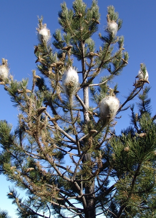 elagage domfront en poiraie