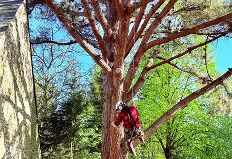 élagage à Ernée - image 2