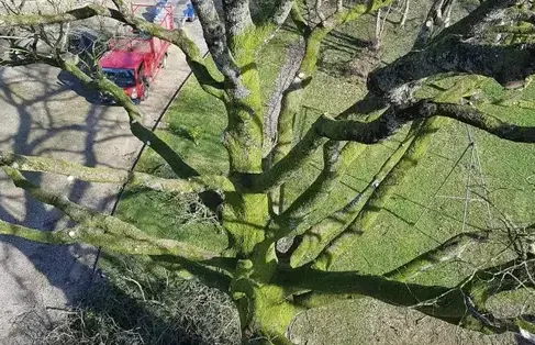 élagage à Ernée - image 4