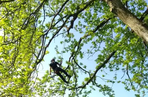 élagage à Martigné-sur-Mayenne - image 2