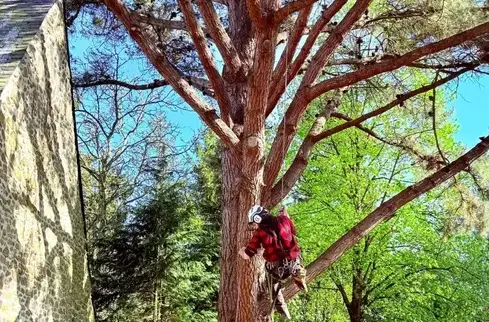 élagage à Martigné-sur-Mayenne - image 4