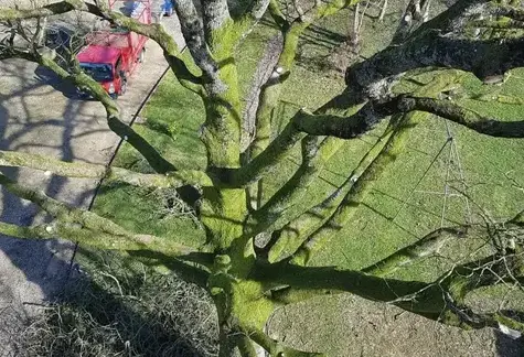 élagage à Mayenne - image 3