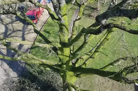 élagage à Villaines-la-Juhel - image 4