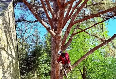 élagueur grimpeur Ambrière-les-Vallées-1