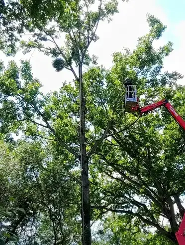 élagueur grimpeur à Ambrière-les-Vallées - image 3
