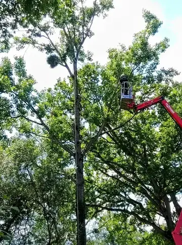 élagueur grimpeur à Bagnoles de l'Orne - image 2