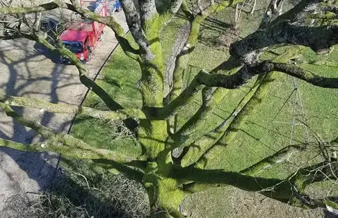 élagueur grimpeur à Bagnoles de l'Orne - image 3