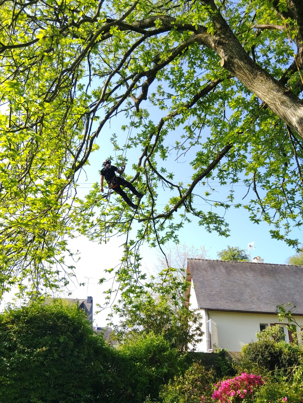 elagueur grimpeur bagnoles de l orne