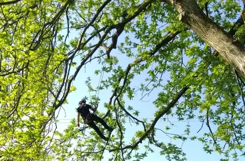 élagueur grimpeur Bagnoles de l'Orne-5