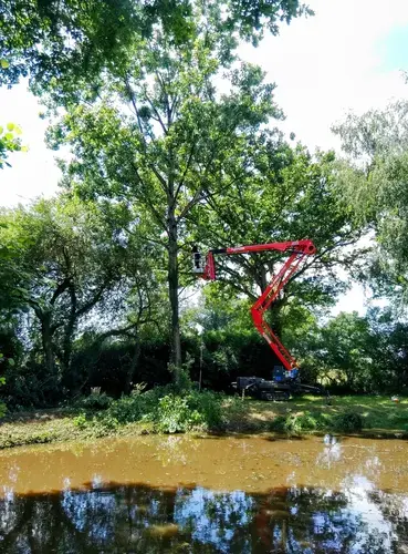 élagueur grimpeur à Domfront en Poiraie - image 2