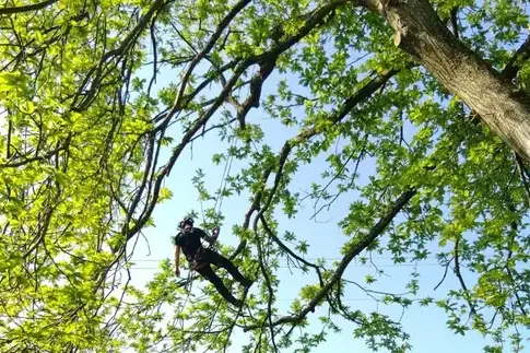élagueur grimpeur à Domfront en Poiraie - image 4