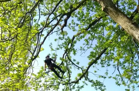 élagueur grimpeur à Ernée - image 2