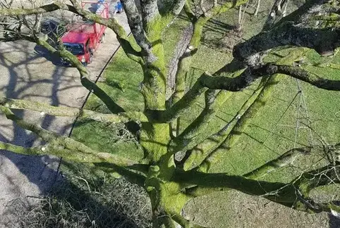 élagueur grimpeur à Ernée - image 4