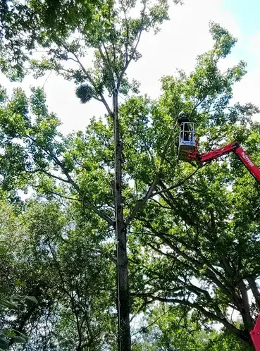 élagueur grimpeur Ernée-5