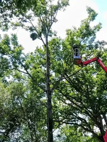 élagueur grimpeur Evron-1