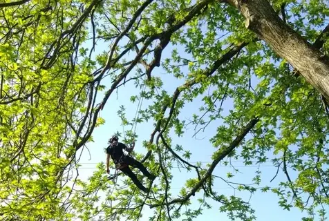 élagueur grimpeur à Evron - image 2