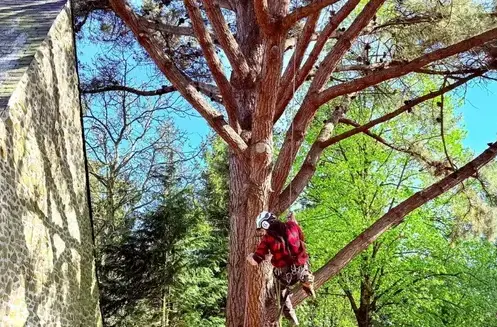 élagueur grimpeur à Evron - image 3