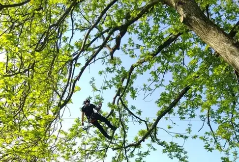 élagueur grimpeur à Martigné-sur-Mayenne - image 2