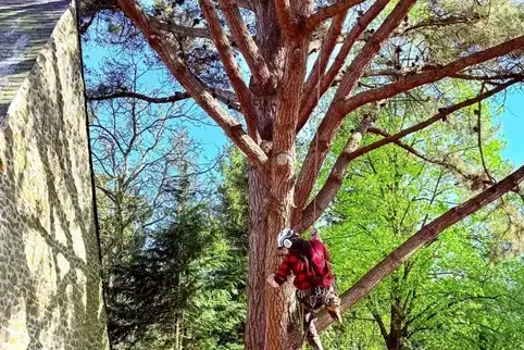 élagueur grimpeur Martigné-sur-Mayenne-5