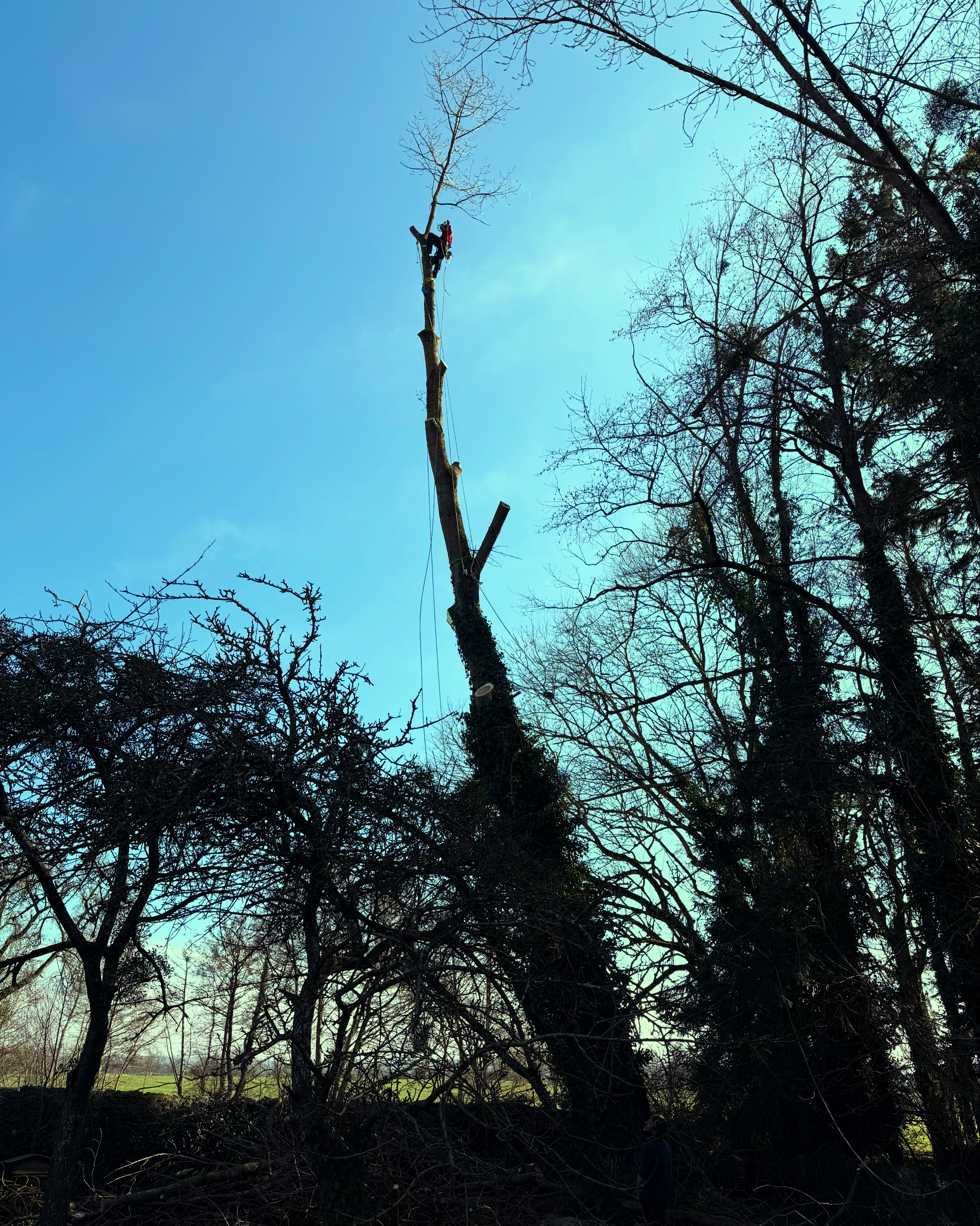 elagueur grimpeur martigne sur mayenne