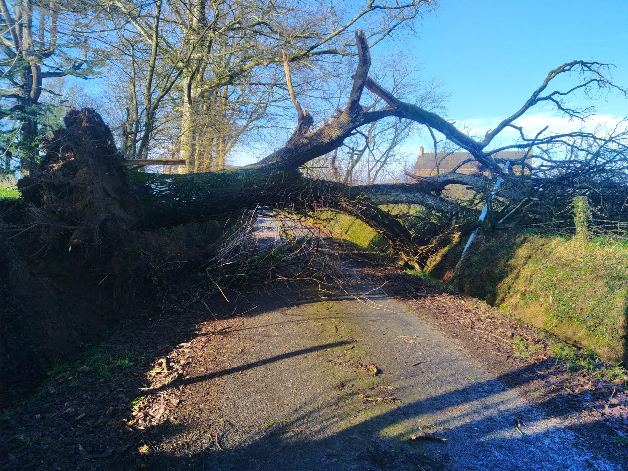 elagueur grimpeur martigne sur mayenne