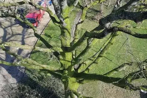 élagueur grimpeur à Mayenne - image 2