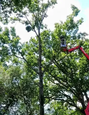 élagueur grimpeur Mayenne-5