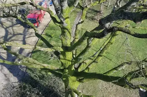 élagueur grimpeur à Villaines-la-Juhel - image 3