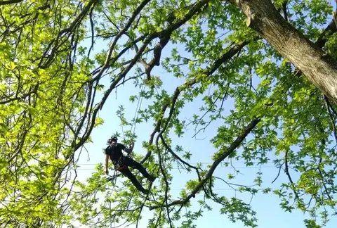 élagueur grimpeur à Villaines-la-Juhel - image 4