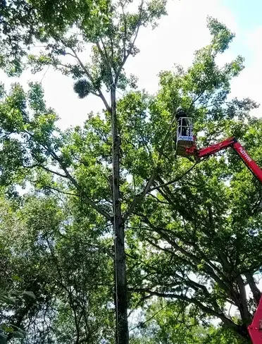 élagueur grimpeur Villaines-la-Juhel-5