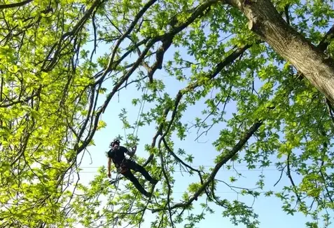 haubanage à Ambrière-les-Vallées - image 2