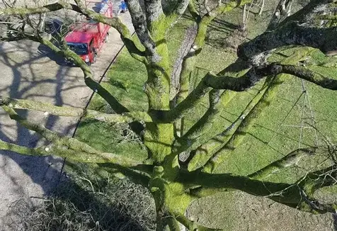 haubanage à Ambrière-les-Vallées - image 3