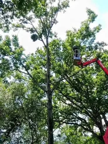 haubanage à Bagnoles de l'Orne - image 3