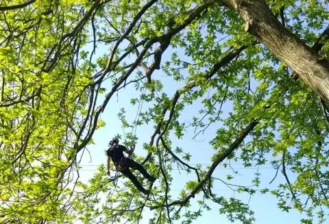 haubanage à Bagnoles de l'Orne - image 4