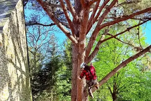 haubanage à Domfront en Poiraie - image 2