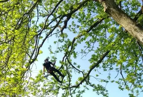 haubanage à Domfront en Poiraie - image 3